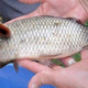 Illustration for article titled Sorry China, This Pig-Faced Fish Is Not Real